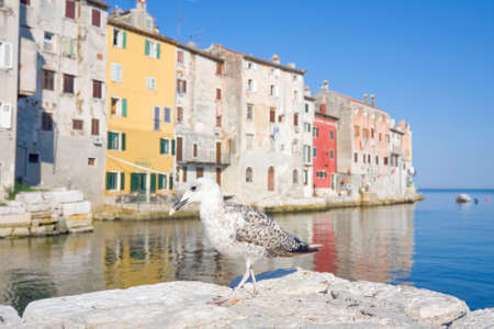 seagull on a background of old buildings, Rovinj, Croatiaの写真素材