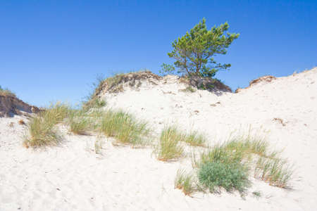 dunes in a  Slowinski National Park, Polandの写真素材