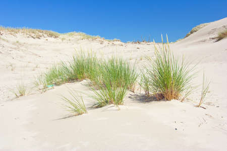 dunes in a  Slowinski National Park, Polandの写真素材