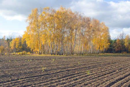 Autumn agricultural landscape の写真素材