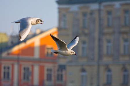flying seagull in action の写真素材