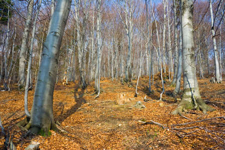 autumn parkの写真素材