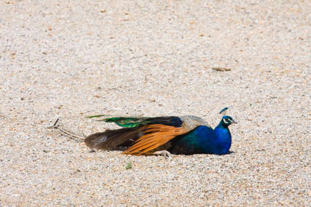 Portrait of beautiful peacockの写真素材