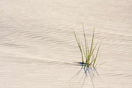 Dune on Beach at Sunset の写真素材
