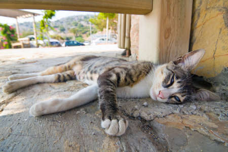 Cat lying in the streetの写真素材