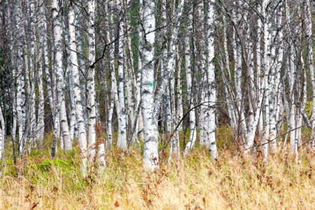 Natural background - a autumn birchwood の写真素材