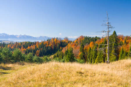 the mountain autumn landscape with colorful forest の写真素材