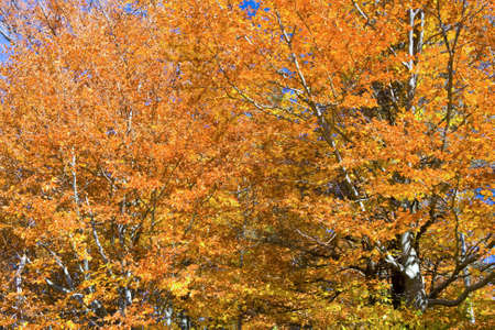 the mountain autumn landscape with colorful forest 