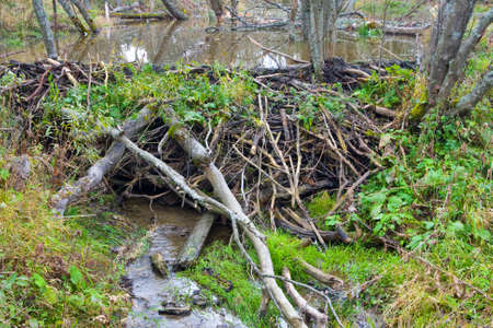 Beaver Dam on riverの写真素材