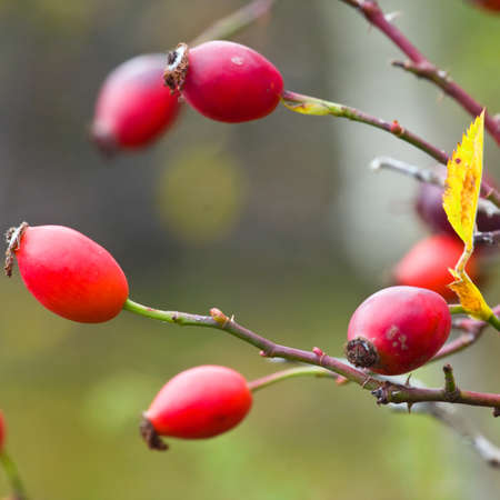 Rose hip Branch of a rose hip bush with ripe fruits 
