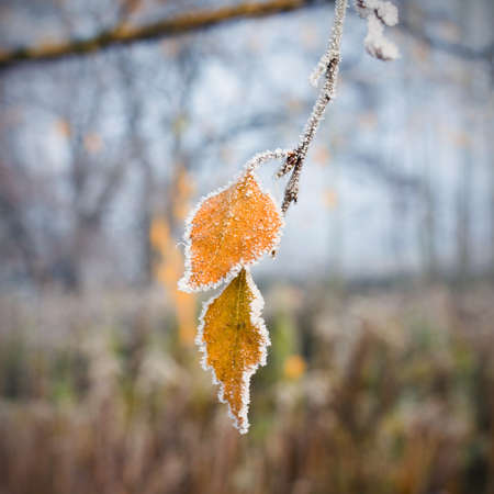 Hoarfrost on leavesの写真素材