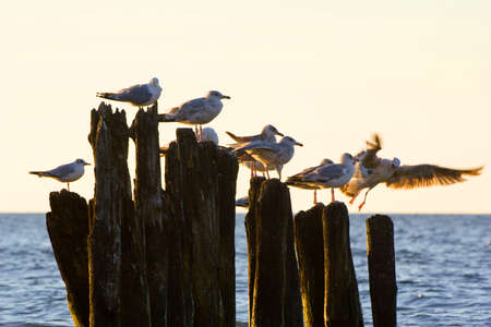 Gulls on groynes in the surf on the Polish Baltic coast の写真素材