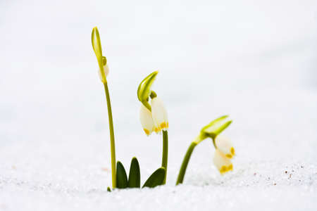 Leucojum vernum の写真素材