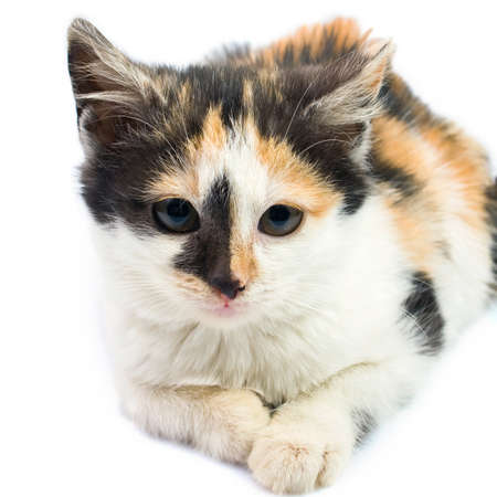 Three-colored kittyの写真素材