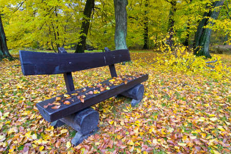bench in the autumn park 