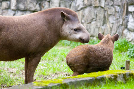 South American Tapir,Tapirus terrestris, antaの写真素材