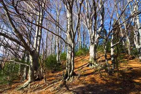 autumn forest の写真素材