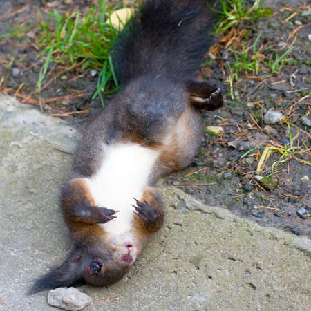dead squirrelの写真素材