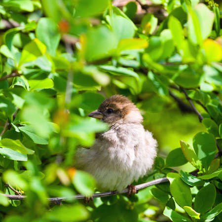 sparrow の写真素材