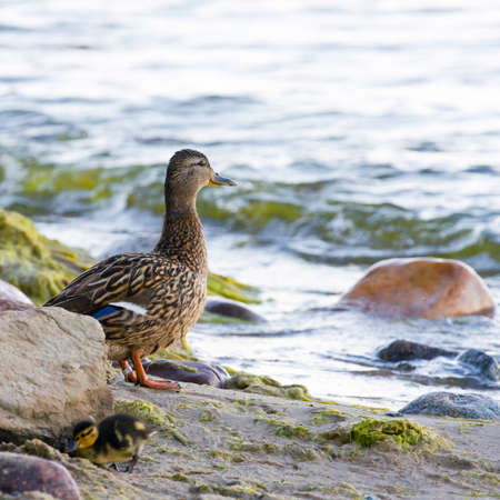 Young ducksの写真素材