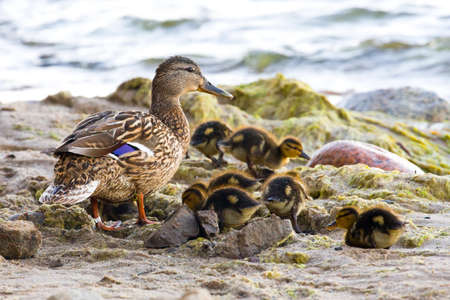 Young ducksの写真素材