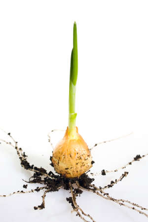  onion growing on soil island isolated on white の写真素材