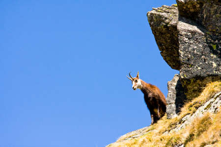 Chamois  Rupicapra Carpatica  in mountain High Tatras, Polandの写真素材