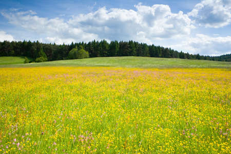 Green meadow under blue sky with clouds の写真素材