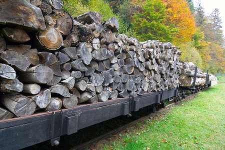 Freight train loaded with beech trunks  