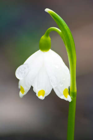 Spring flower of Leucojum vernumの写真素材