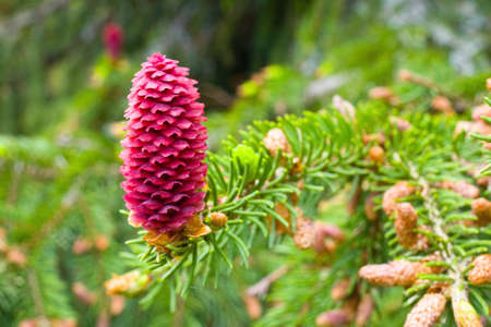 Spruce tree branch with young cones 