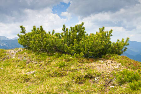 Tatra Mountains  - Chocholowska Valley, Polandの写真素材