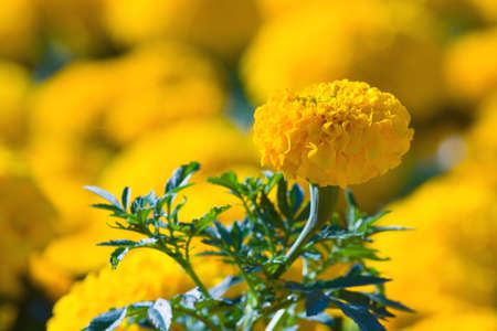 Asteraceae in a botanical garden 