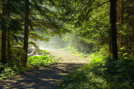Morning sun beams in the forestの写真素材