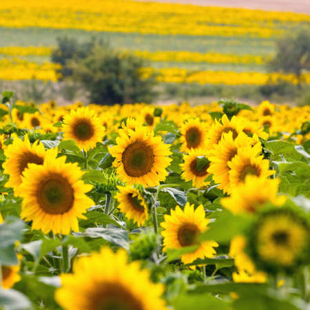 Sunflower field. の写真素材