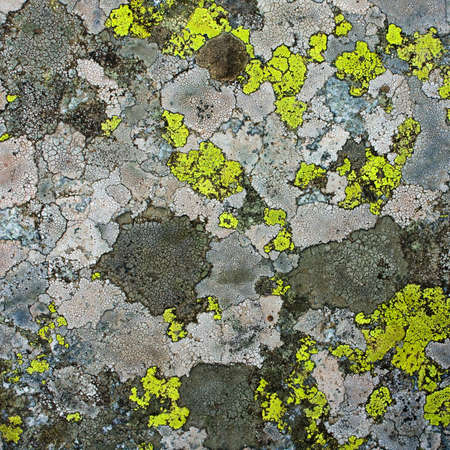lichens as backgroundの写真素材