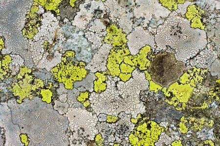 lichens as backgroundの写真素材