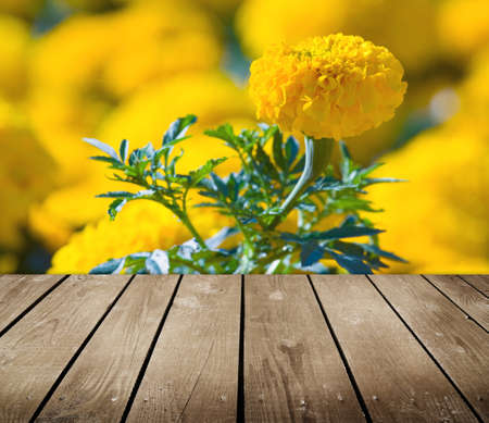 Asteraceae in a botanical garden and empty wooden deck table  Ready for product montage display  の写真素材