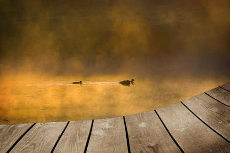 mallard duck and baby and empty wooden deck table. Ready for product montage display. の写真素材