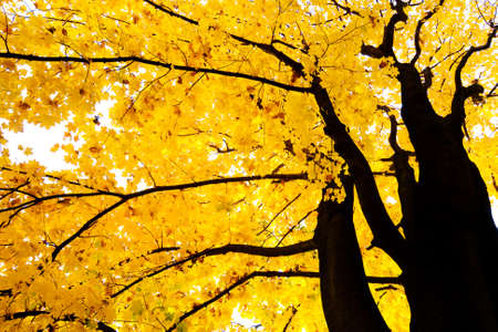 Colorful autumn trees in forest 