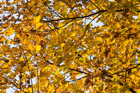 Colorful autumn trees in forest 