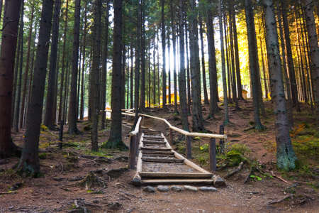 stone road in a coniferous forest in the mountains, Tatras Mountain, Poland