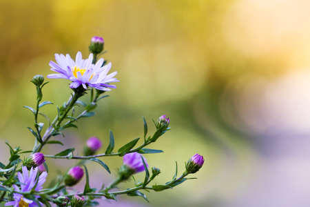 purple flowers の写真素材
