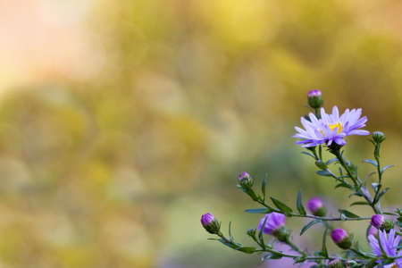 purple flowers の写真素材