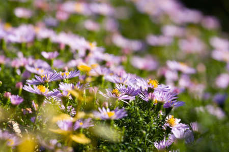 purple flowers 