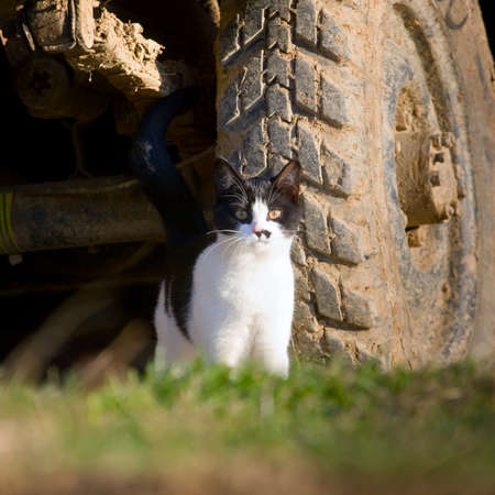 cat sitting under the carの写真素材
