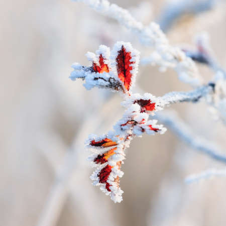 Winter , hoarfrost on leavesの写真素材