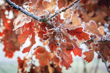Winter , hoarfrost on leaves