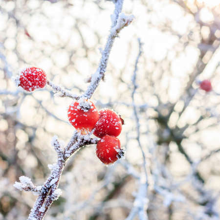 Winter , red berries on the frozen branches covered with hoarfrost 