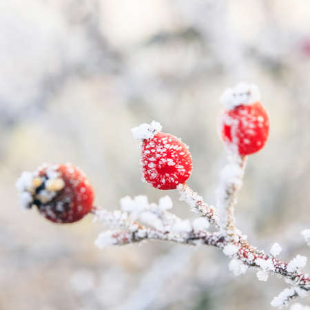 Winter , red berries on the frozen branches covered with hoarfrost の写真素材